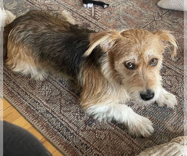 Medium Photo #4 Mutt Puppy For Sale in Brooklyn Center, MN, USA