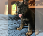 Small Photo #3 German Shepherd Dog Puppy For Sale in WARRENVILLE, IL, USA