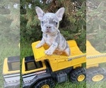 Small French Bulldog