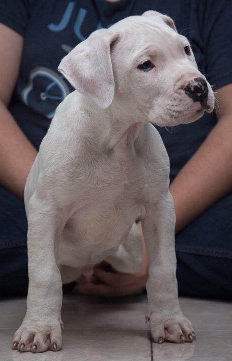 Medium Photo #5 Dogo Argentino Puppy For Sale in COLLEGE STA, TX, USA