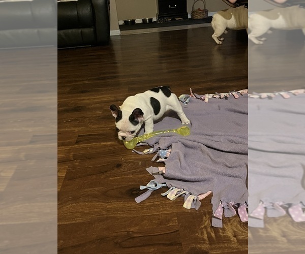 Medium Photo #8 French Bulldog Puppy For Sale in KANSAS CITY, MO, USA
