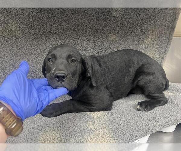 Medium Photo #1 Labrador Retriever-Unknown Mix Puppy For Sale in HESPERIA, CA, USA