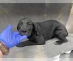 Small Labrador Retriever Mix