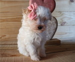 Small Photo #6 Maltipoo Puppy For Sale in HONEY BROOK, PA, USA