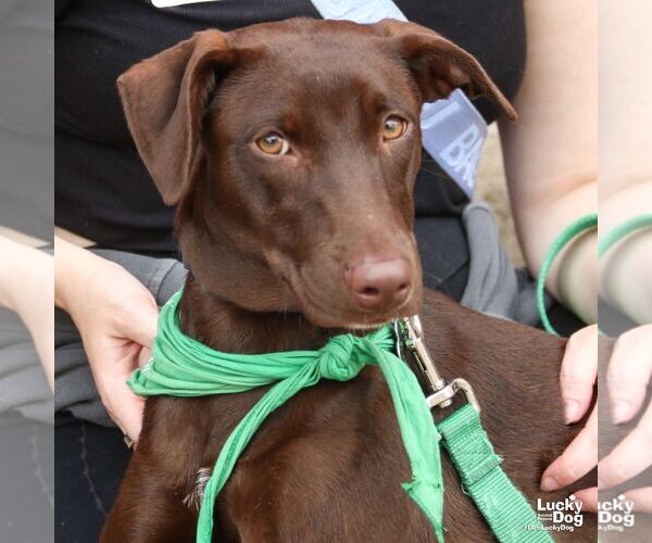 Medium Photo #5 Labrador Retriever-Retriever  Mix Puppy For Sale in Washington, DC, USA