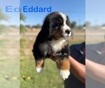 Image preview for Ad Listing. Nickname: Eddard