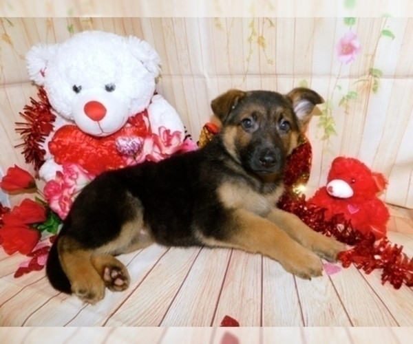 Medium Photo #2 German Shepherd Dog Puppy For Sale in HAMMOND, IN, USA