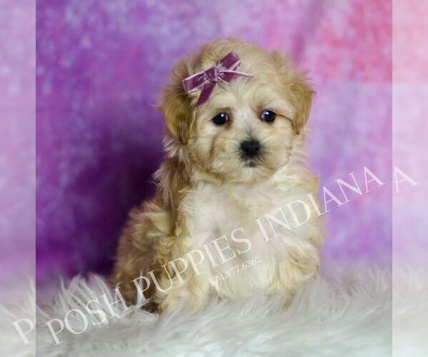 Medium Photo #6 Maltipoo (Miniature) Puppy For Sale in WARSAW, IN, USA