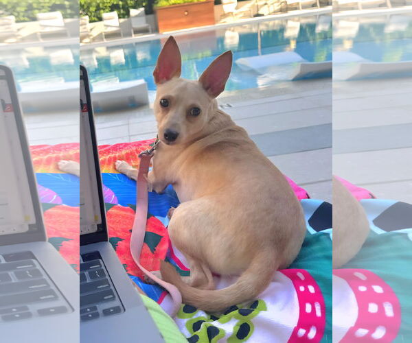 Medium Photo #5 Rat Terrier Puppy For Sale in Royal Palm Beach, FL, USA