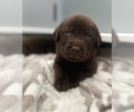 Small Photo #4 Labrador Retriever Puppy For Sale in OAKDALE, CA, USA