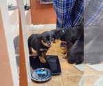 Puppy Purple Rottweiler