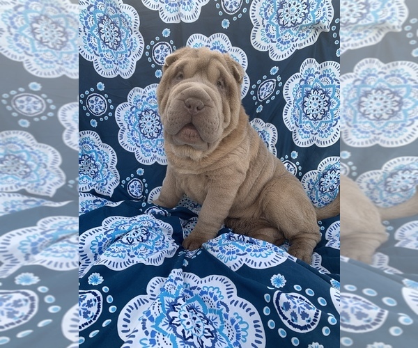 Puppyfinder Com View Ad Photo 2 Of Listing Chinese Shar Pei