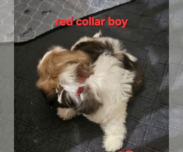 Medium Photo #9 Shih Tzu Puppy For Sale in WOODSFIELD, OH, USA