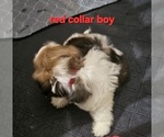 Small #2 Shih Tzu