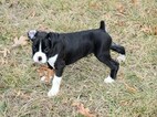 Small Photo #63 Boxer Puppy For Sale in CHILHOWEE, MO, USA