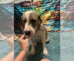 Small #1 Catahoula Leopard Dog Mix