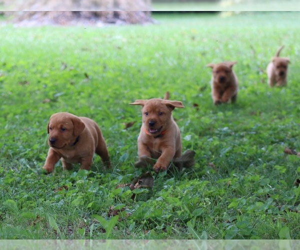 Medium Photo #2 Labrador Retriever Puppy For Sale in CELINA, OH, USA