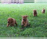 Small #1 Labrador Retriever