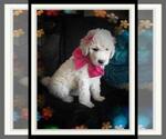Small Photo #74 Sheepadoodle Puppy For Sale in RIALTO, CA, USA