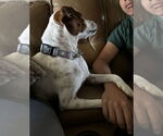 Small #20 Jack Russell Terrier-Whippet Mix