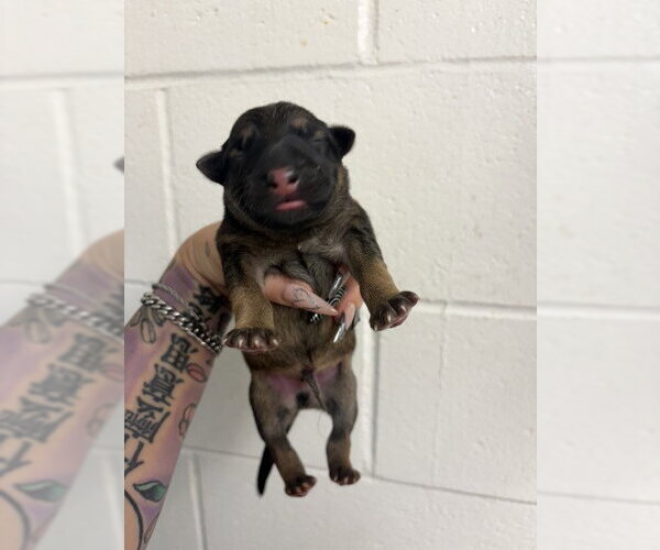 Medium Photo #1 German Shepherd Dog Puppy For Sale in San Bernardino, CA, USA