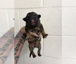 Small German Shepherd Dog