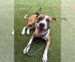 Small #2 American Staffordshire Terrier-Boxer Mix