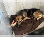 Small German Shepherd Dog