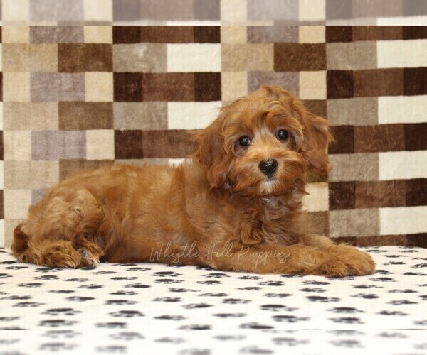 Medium Photo #2 Cavapoo (Miniature) Puppy For Sale in DENVER, PA, USA