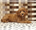 Small #1 Cavapoo (Miniature)