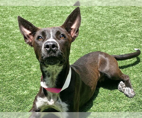 Medium Photo #1 Australian Kelpie-Unknown Mix Puppy For Sale in Moreno Valley, CA, USA