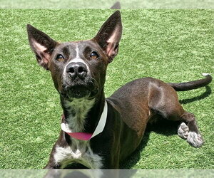 Australian Kelpie-Unknown Mix Dogs for adoption in Moreno Valley, CA, USA