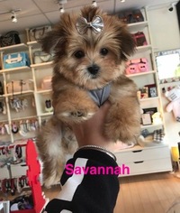 Yorkshire Terrier Puppy for sale in CLINTON TOWNSHIP, MI, USA