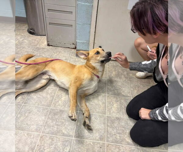 Medium Photo #12 Retriever -Unknown Mix Puppy For Sale in Rustburg, VA, USA