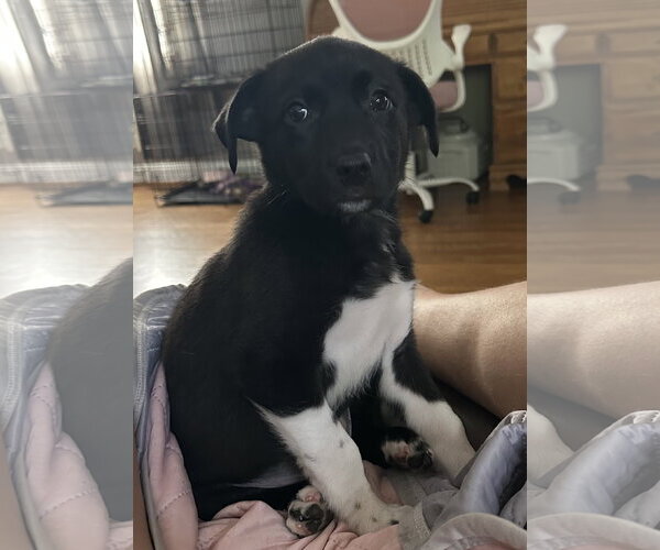 Medium Photo #1 American Staffordshire Terrier-Unknown Mix Puppy For Sale in Holly Springs, NC, USA