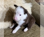 Small Photo #3 Border Collie Puppy For Sale in HORSESHOE BEND, ID, USA