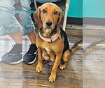 Small #5 Beagle