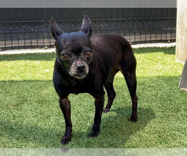 Medium Photo #1 Chihuahua-Unknown Mix Puppy For Sale in Orange, CA, USA