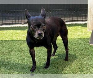 Chihuahua-Unknown Mix Dogs for adoption in Orange, CA, USA
