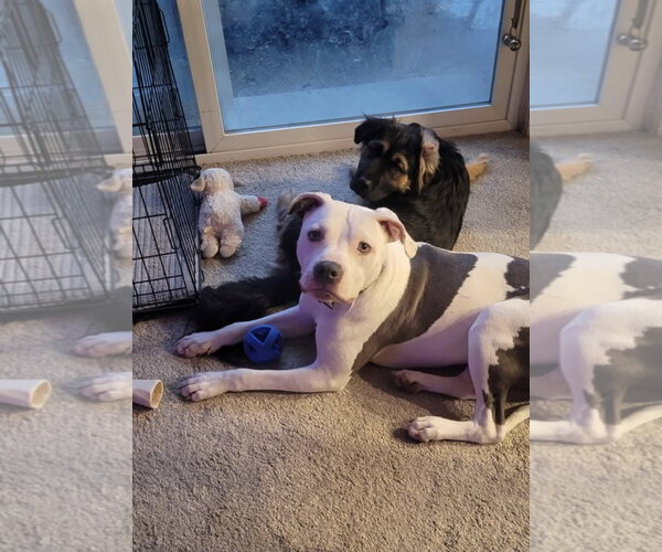 Medium Photo #28 American Pit Bull Terrier-Unknown Mix Puppy For Sale in Germantown, OH, USA