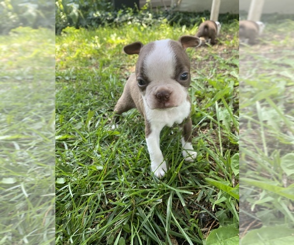 Medium Photo #2 Boston Terrier Puppy For Sale in FREDONIA, KS, USA