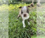Small #1 Boston Terrier