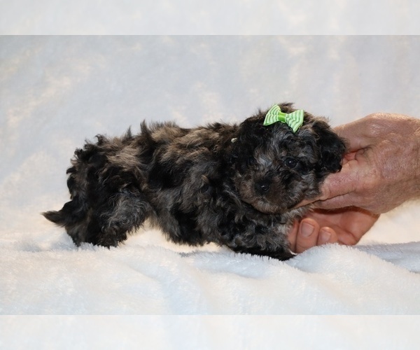 Medium Photo #7 ShihPoo Puppy For Sale in DYERSBURG, TN, USA
