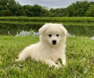 American Eskimo Dog Puppy for Sale in DOWNING, Missouri USA