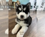 Small Photo #1 Siberian Husky Puppy For Sale in HARKER HEIGHTS, TX, USA