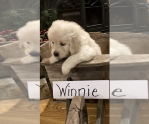 English Cream Golden Retriever Puppy for sale in BARNWELL, SC, USA