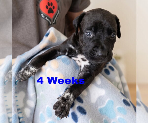 Medium Photo #1 Labrador Retriever-Unknown Mix Puppy For Sale in Grovertown, IN, USA