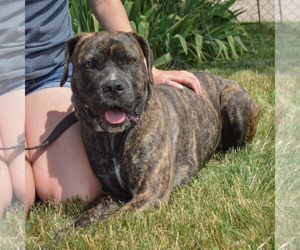 Medium Photo #5 Mastador Puppy For Sale in Huntley, IL, USA