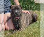Small #4 Mastador