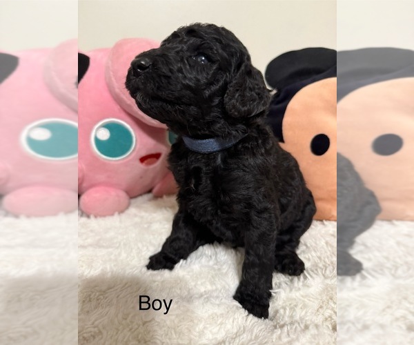 Medium Photo #1 Goldendoodle-Poodle (Standard) Mix Puppy For Sale in DENVER, CO, USA
